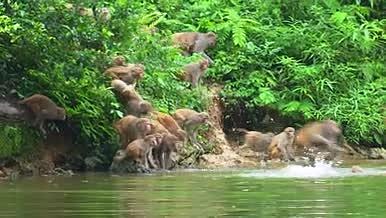 百猴过江母猴背着小猴子游泳视频的预览图